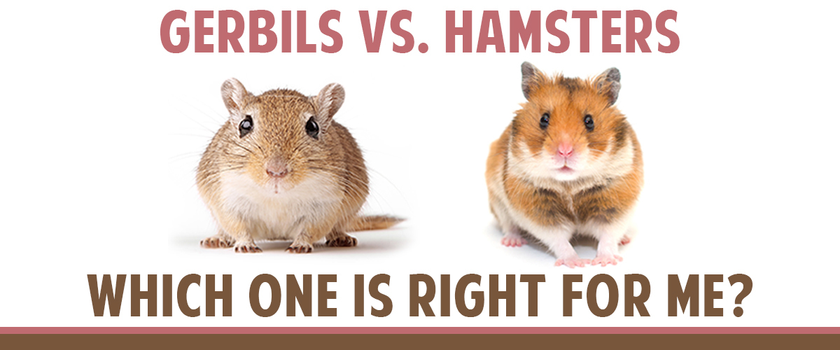 Comparing Gerbils and Hamsters