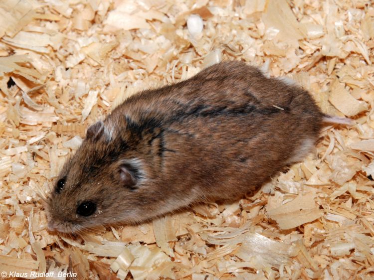 Dwarf Hamster In Environment