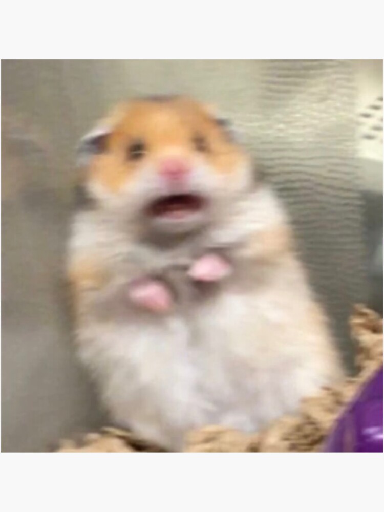 Scared Hamster Meme