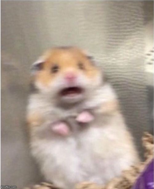 Scared Hamster Reaction