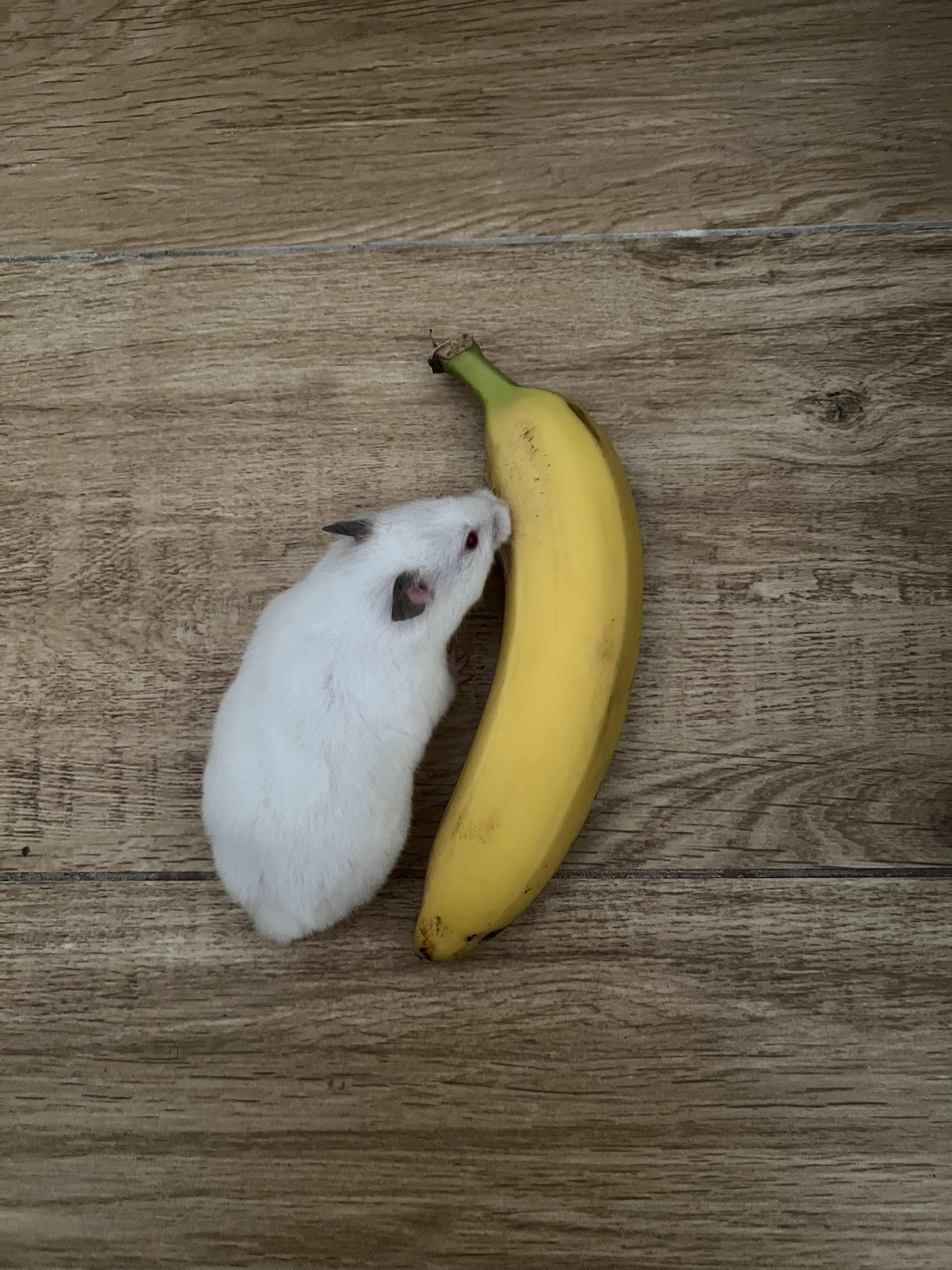 Hamster eating banana