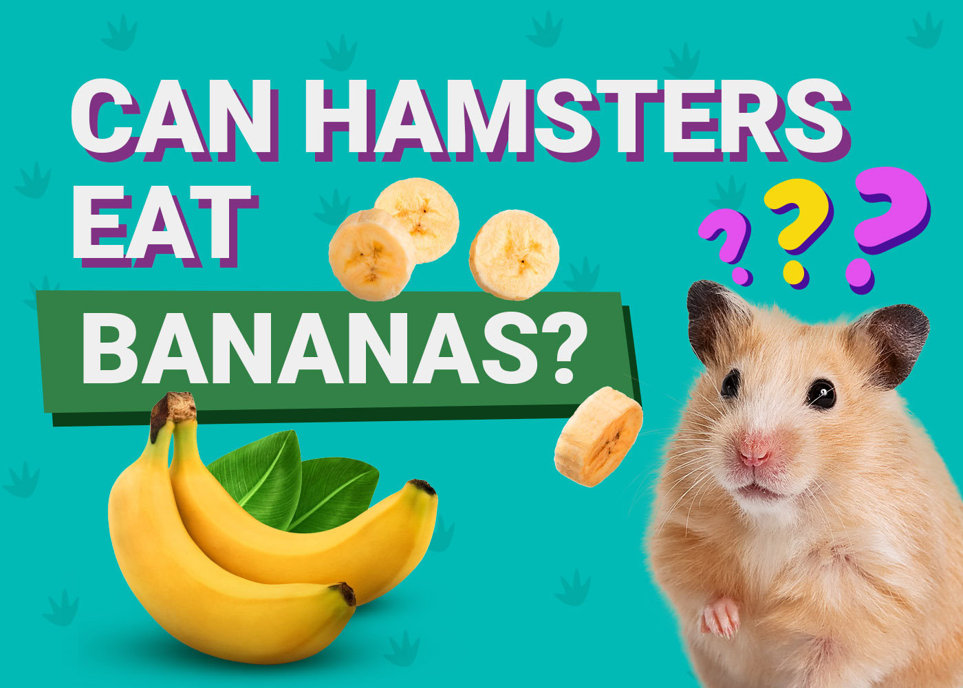 Hamster enjoying a banana treat