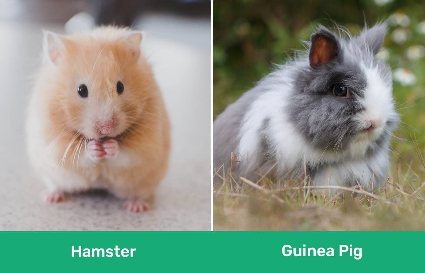 Guinea Pig vs Hamster