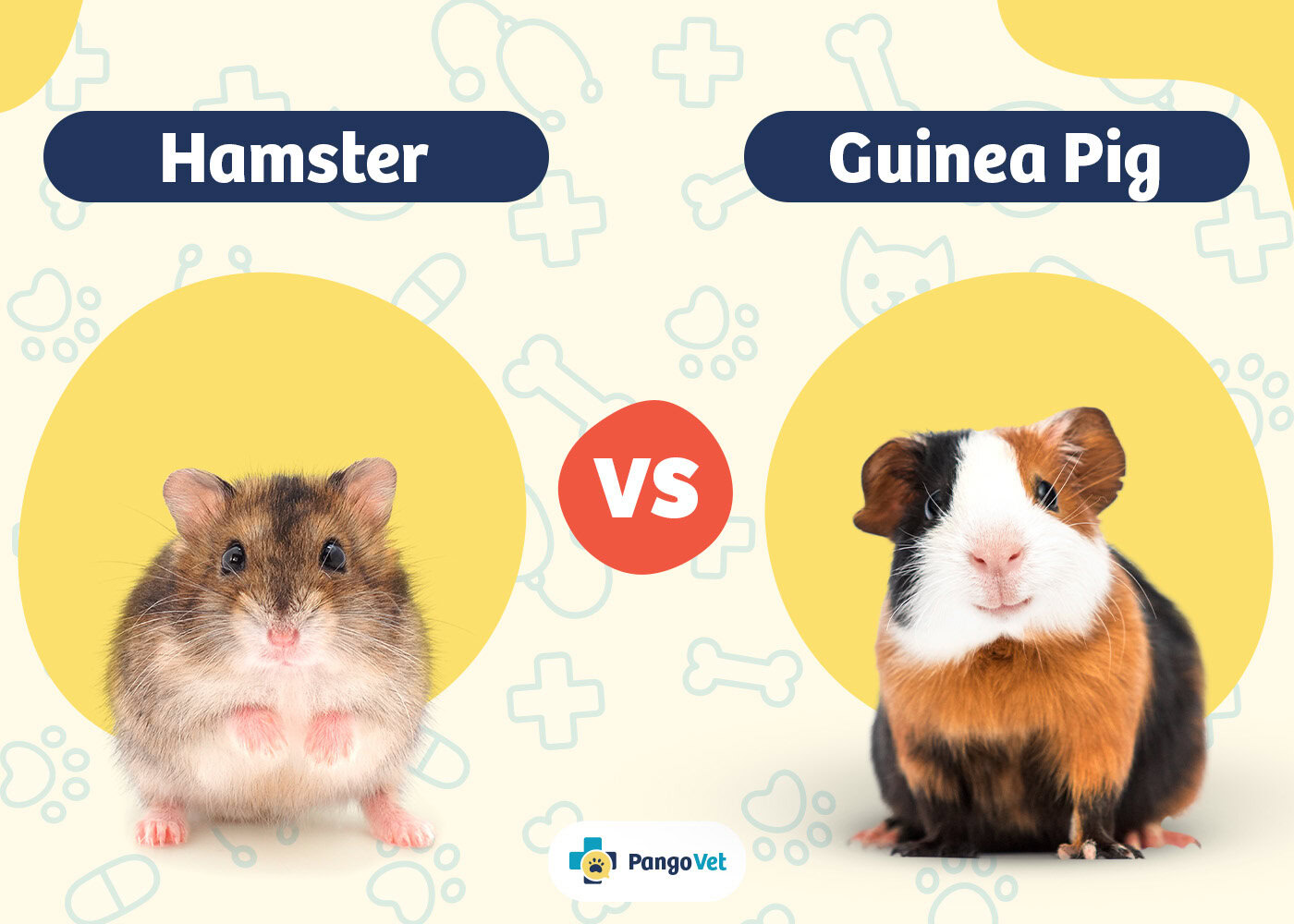 Differences Between Guinea Pig and Hamster