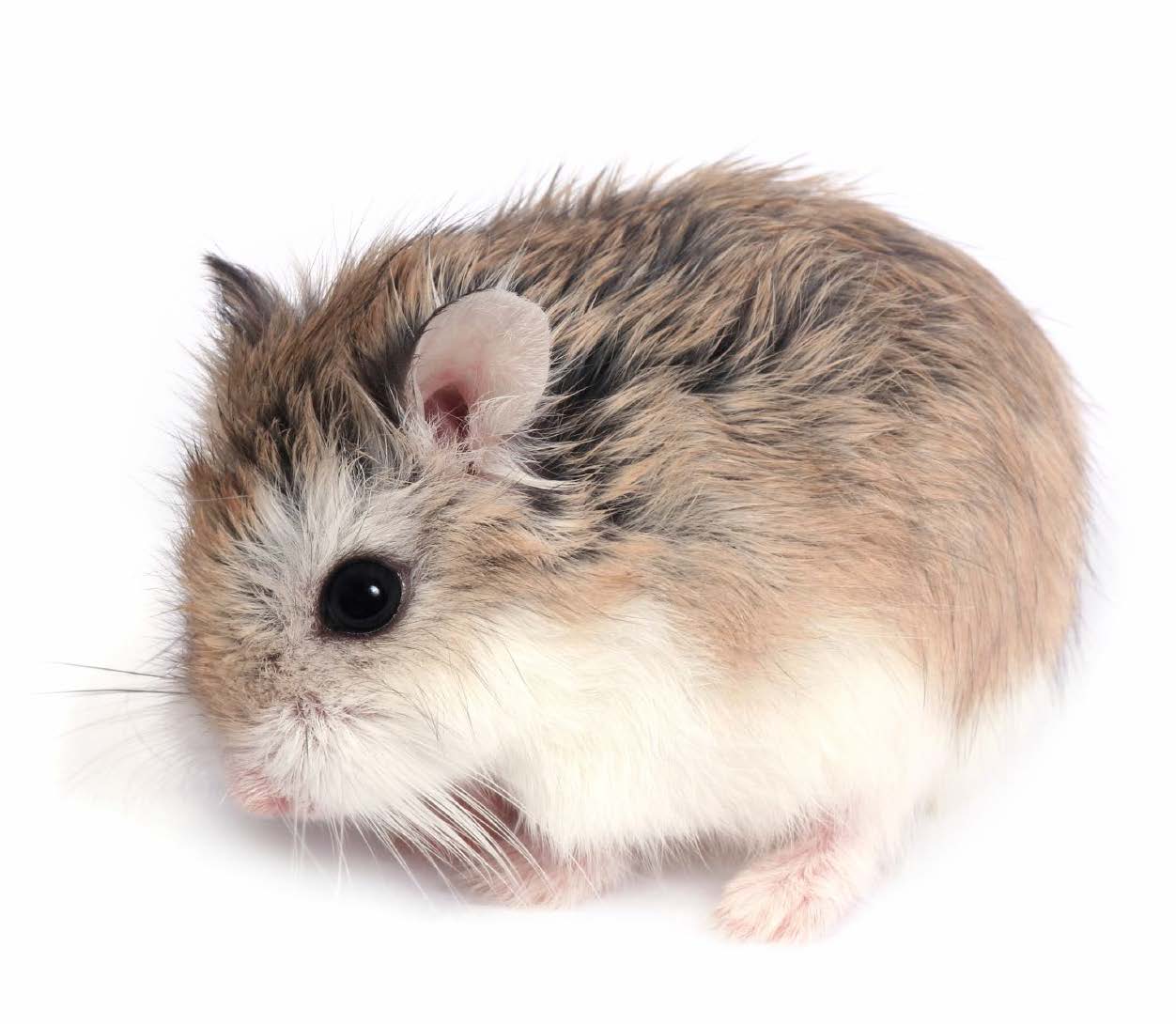 Cute Hamsters for Sale