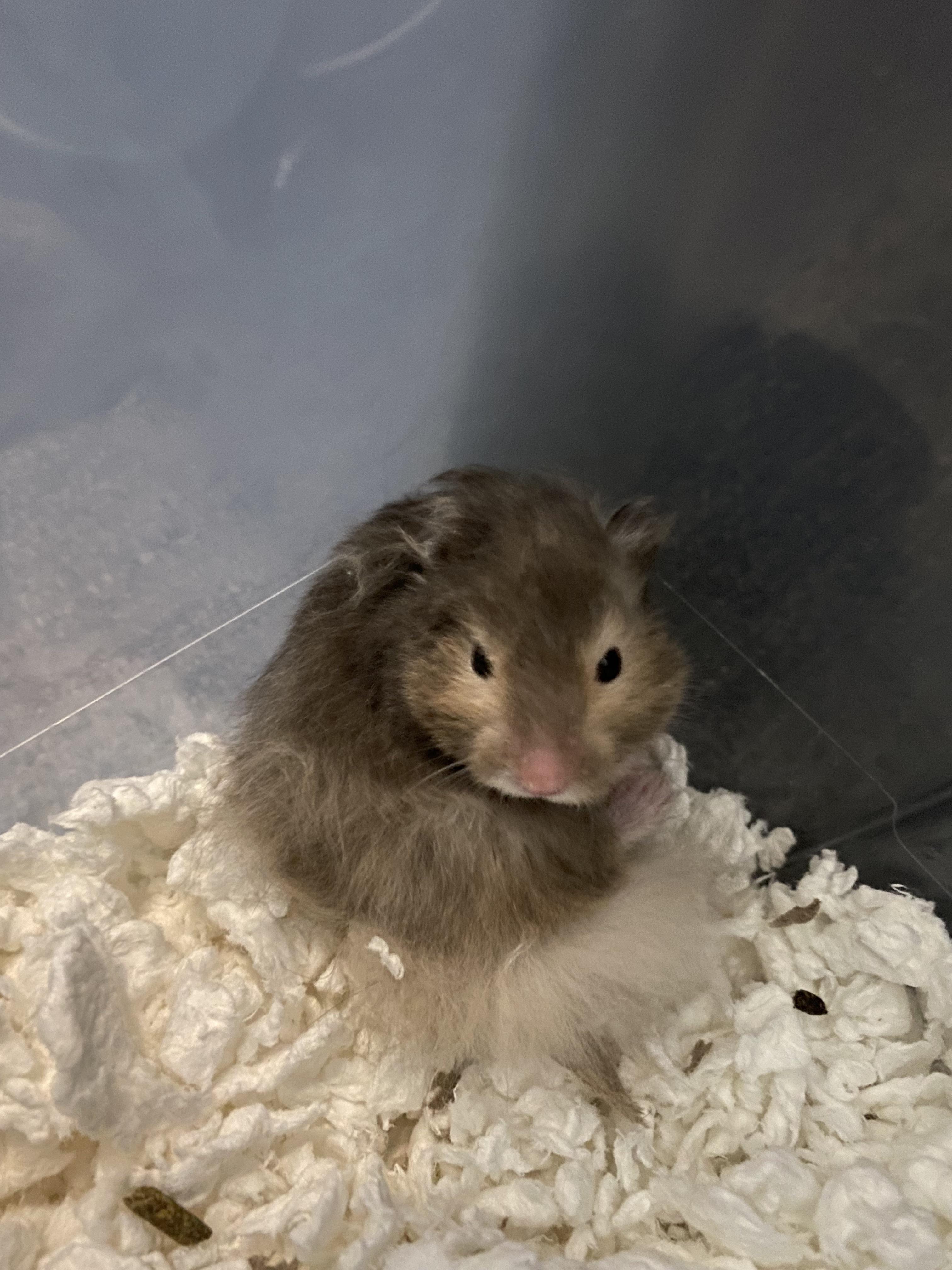 Long Haired Syrian Hamster