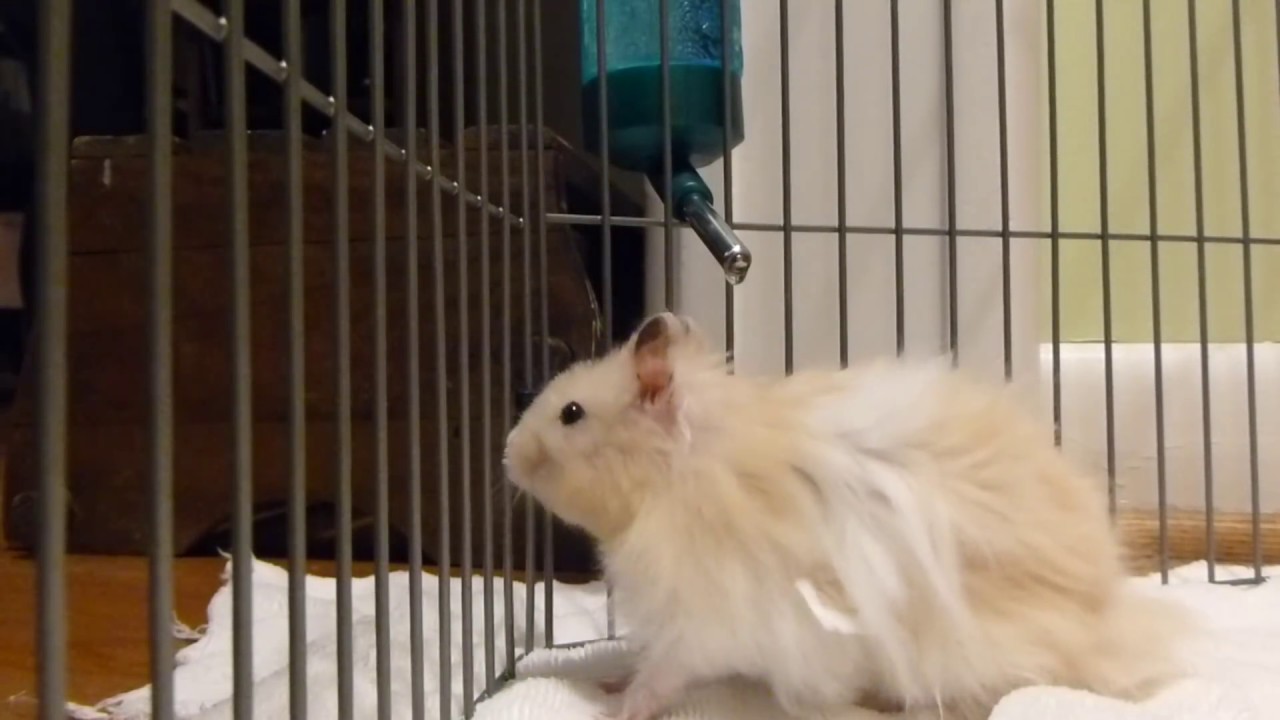 Long Haired Syrian Hamster