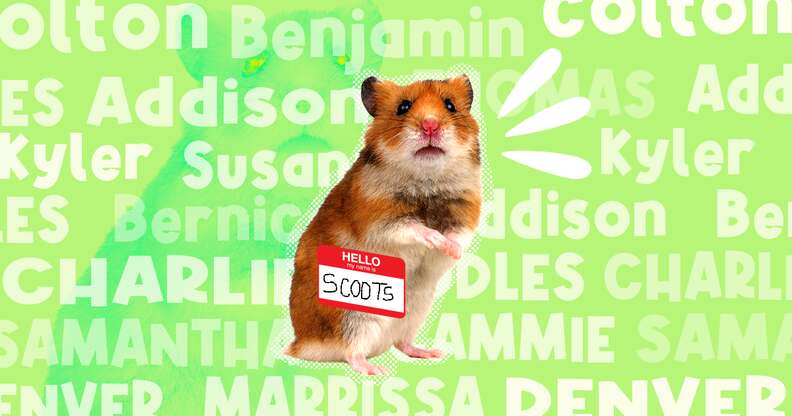 Adorable Hamster Naming Tips