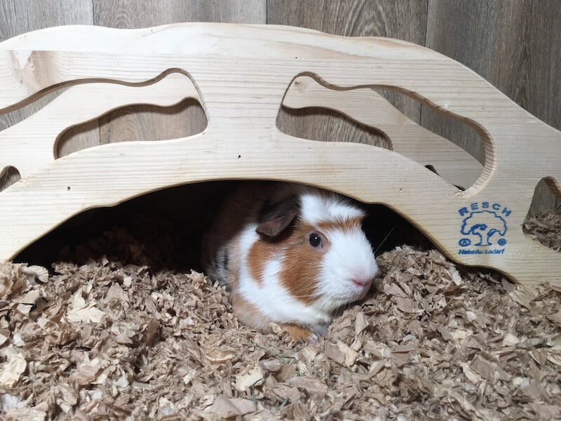 Guinea Pig Bedding