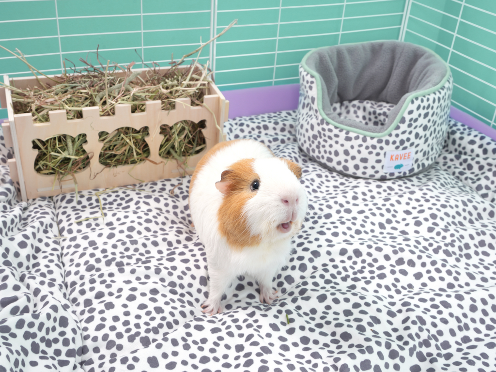 Healthy Guinea Pig Bedding