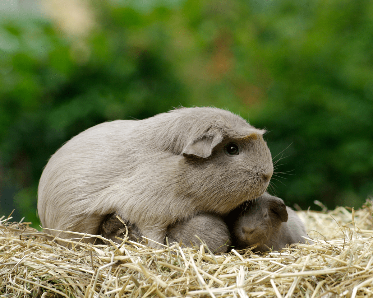 Cute Guinea Pig Babies