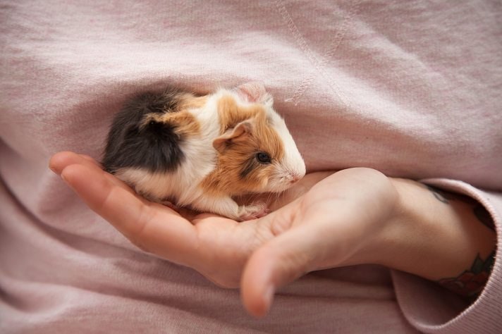 Adorable Baby Guinea Pigs