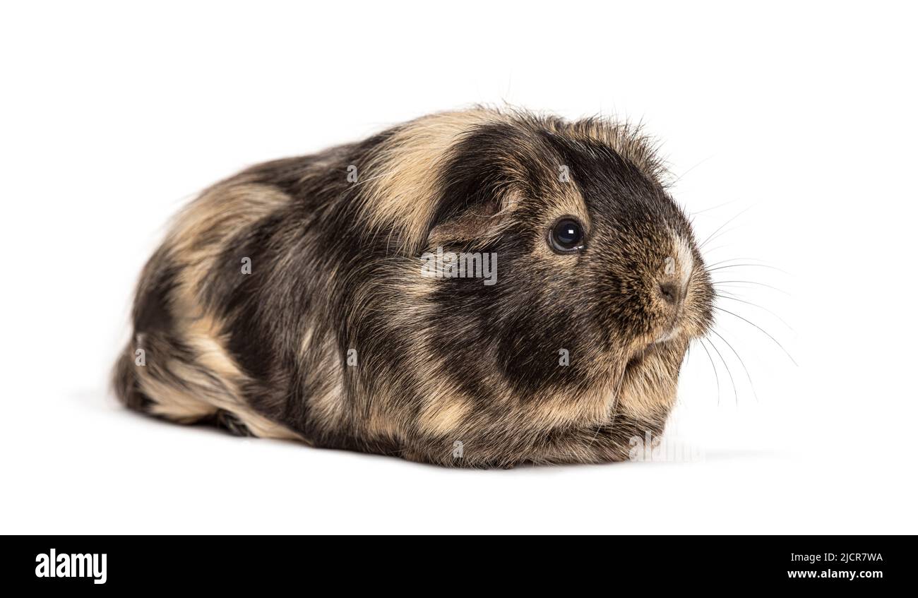 Black Guinea Pig