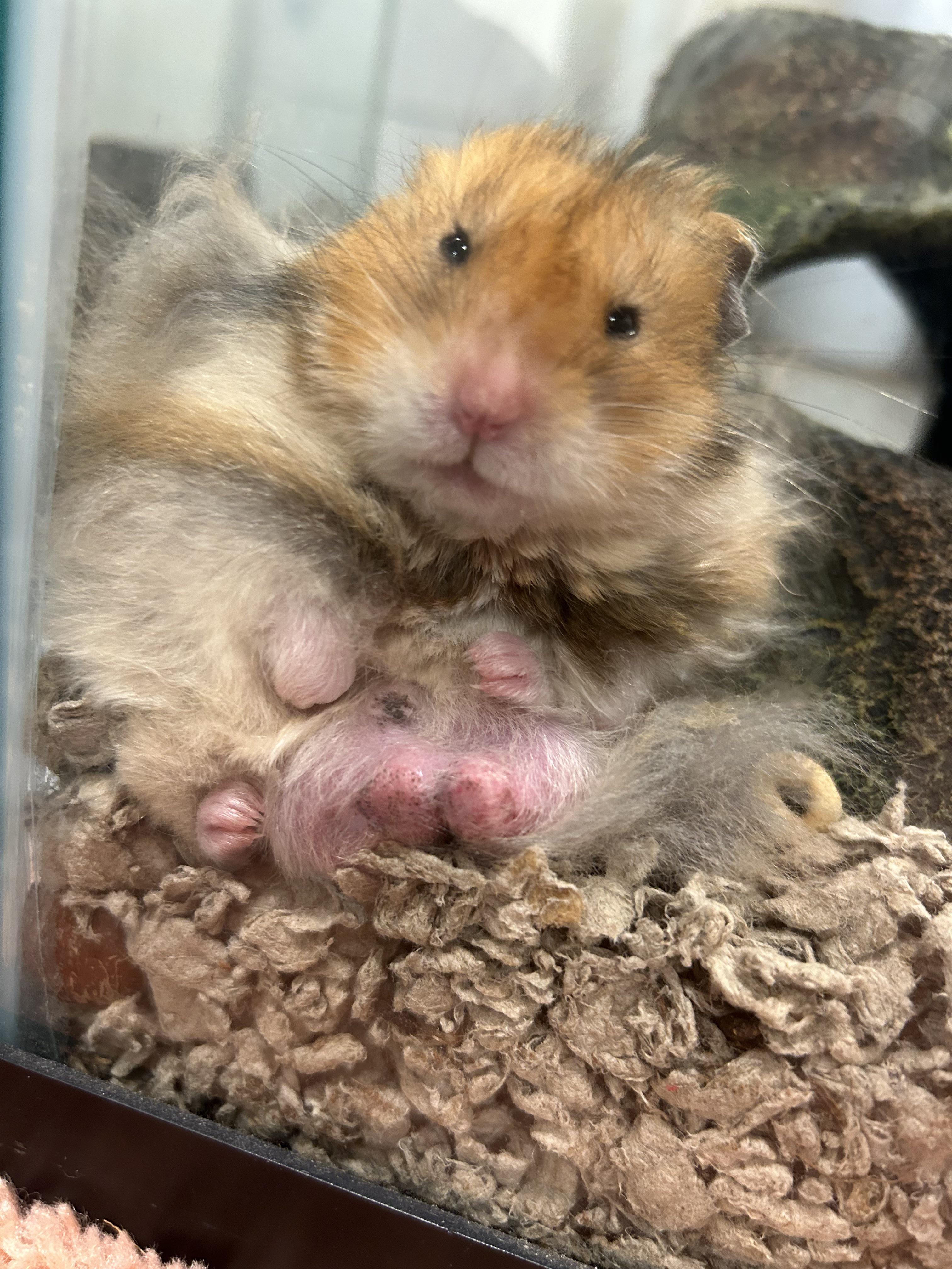 Do Hamsters Have Tails?