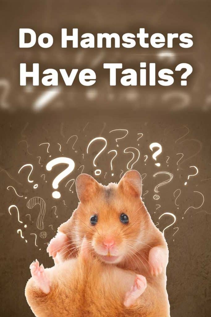 Hamster Tail Insights