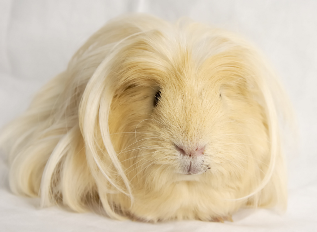 Guinea Pig with Long Hair