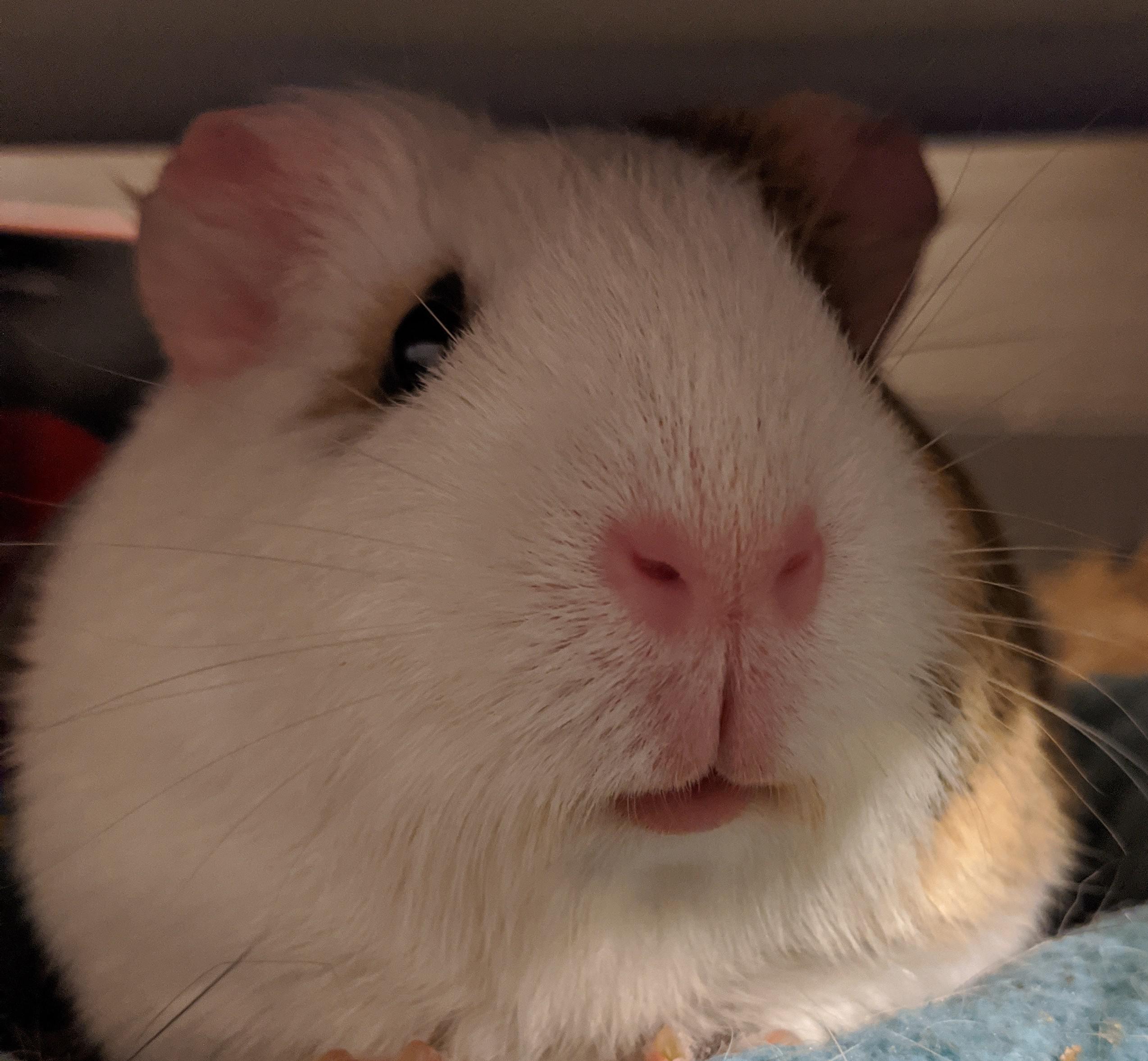 Adorable guinea pig