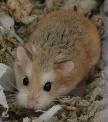 Hamster image 2