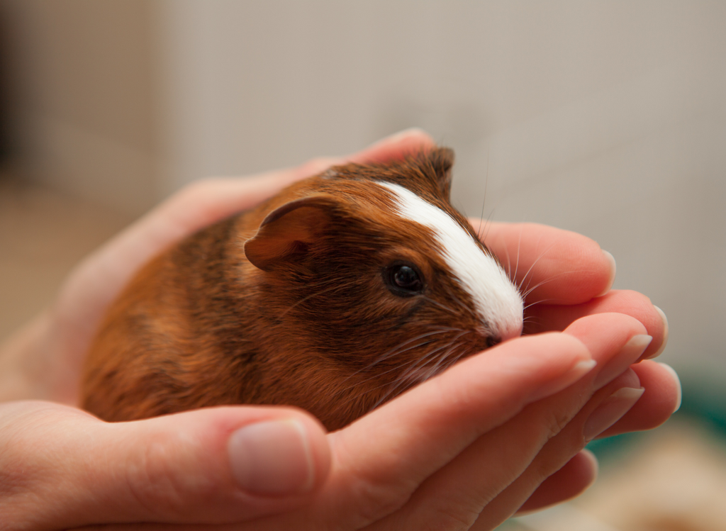 Baby Guinea Pig Playful