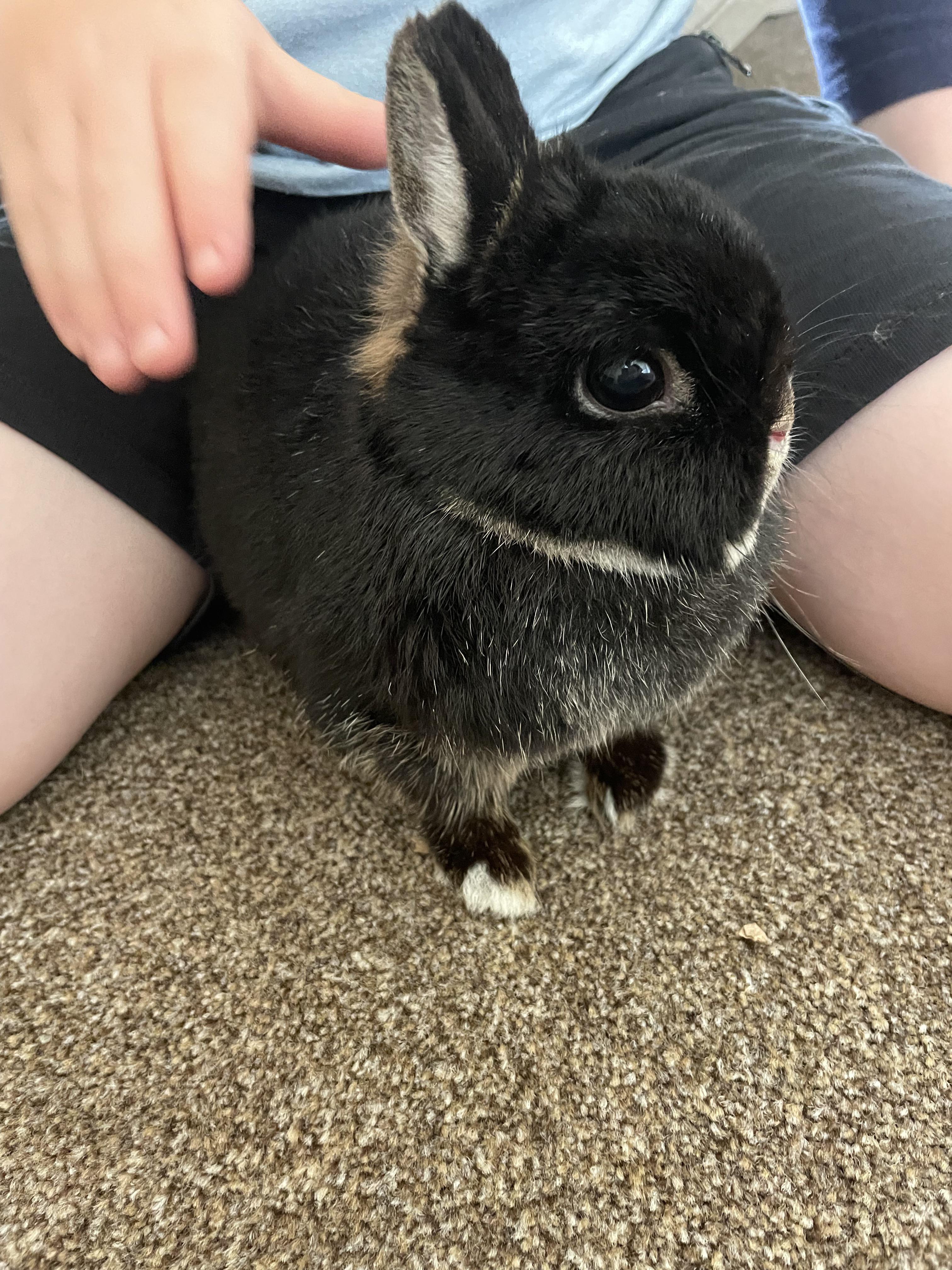 Pet Rabbit in a Cozy Environment