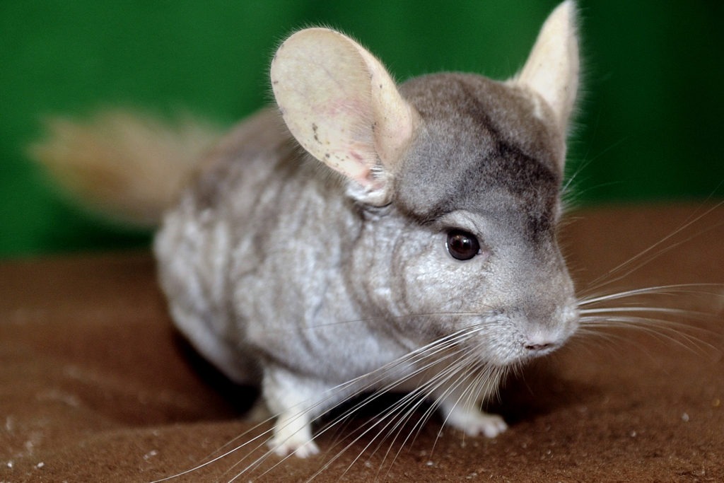 Chinchilla care tips