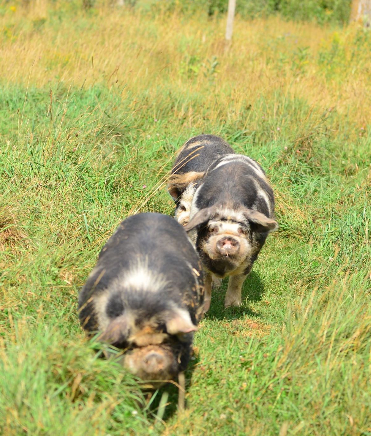 Small Pig Breeds