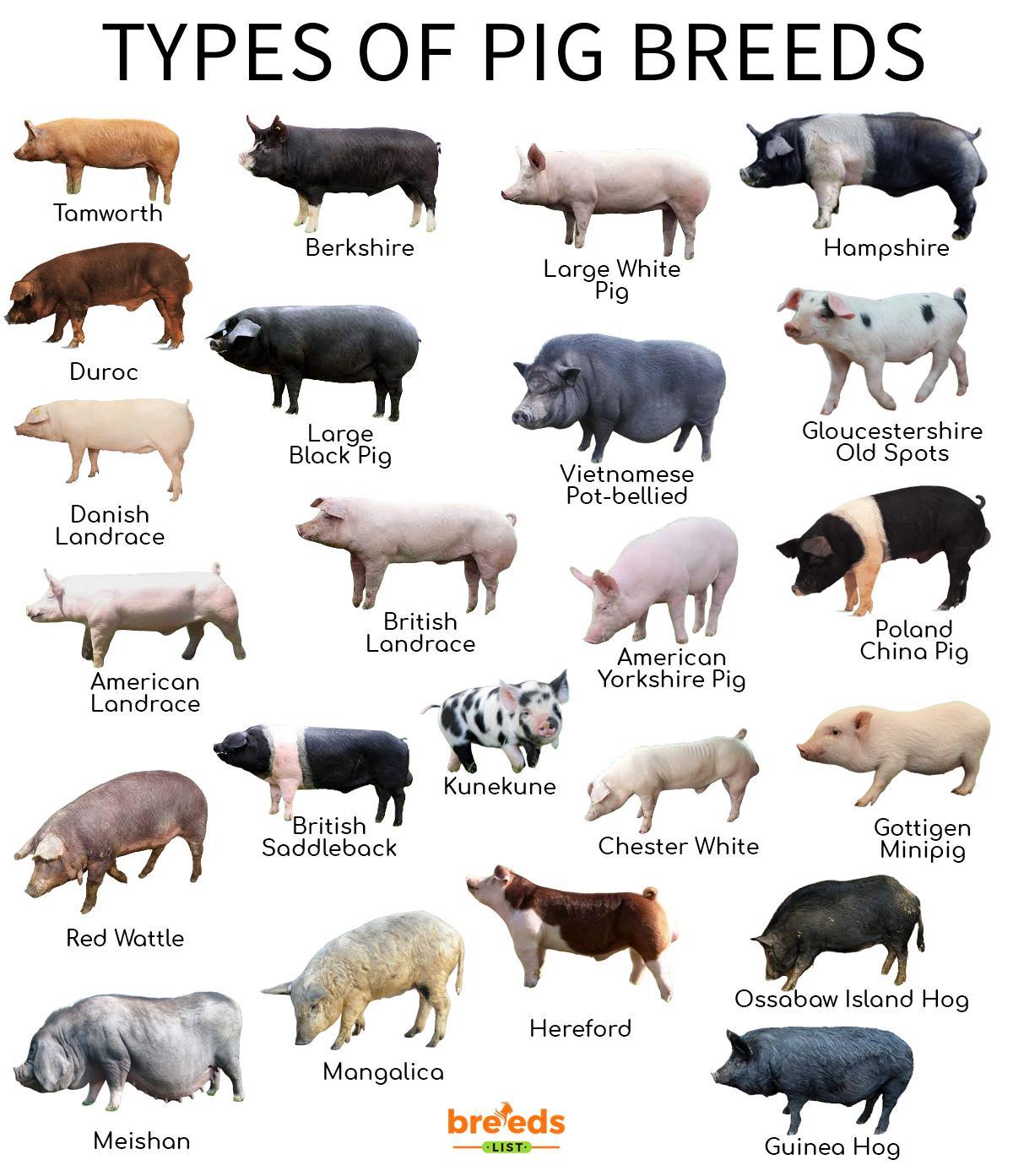 Small Pig Breeds