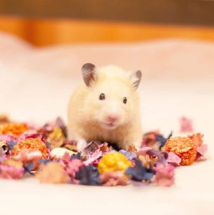 Hamster cleaning tips