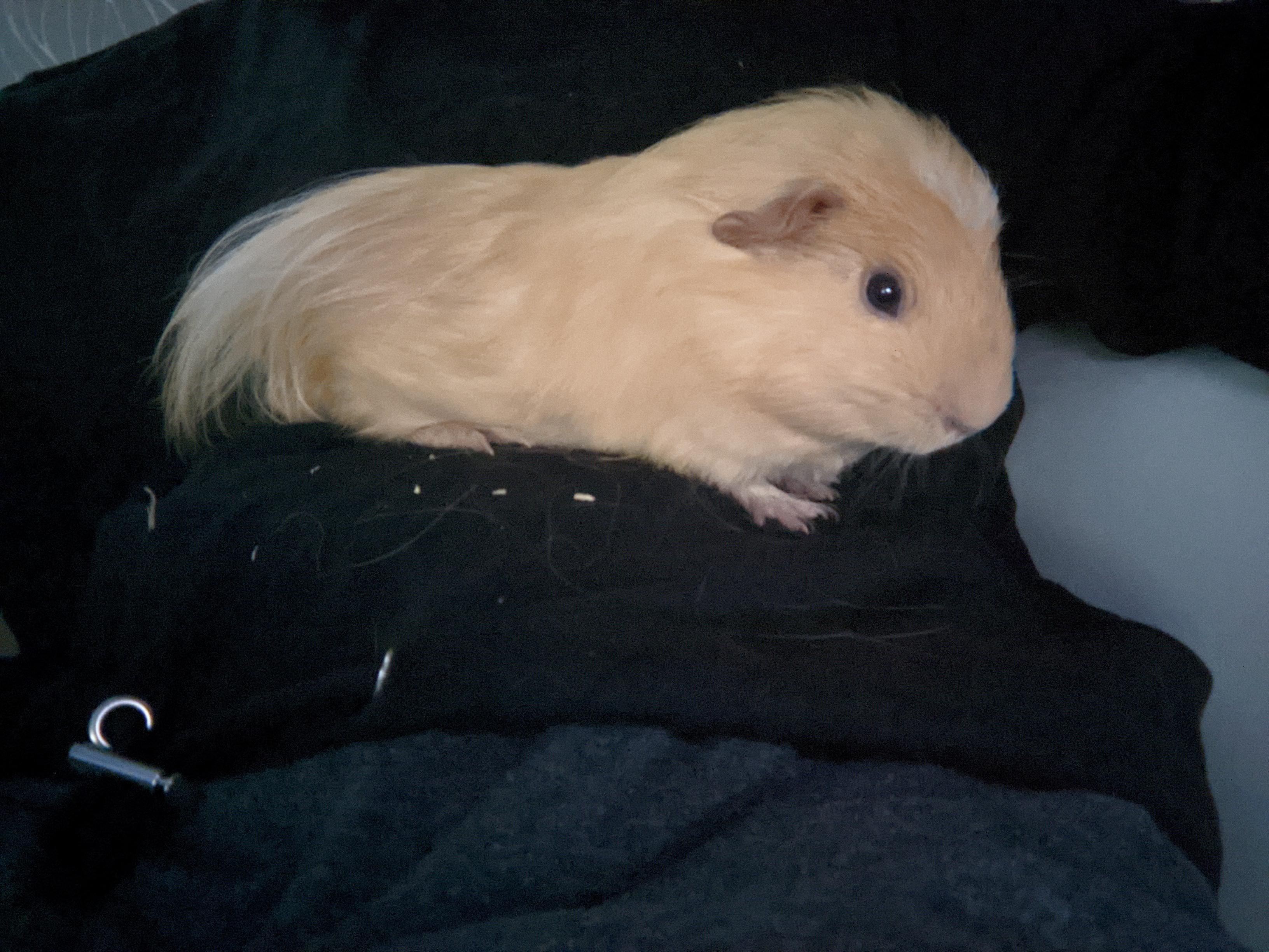 Long hair guinea pig