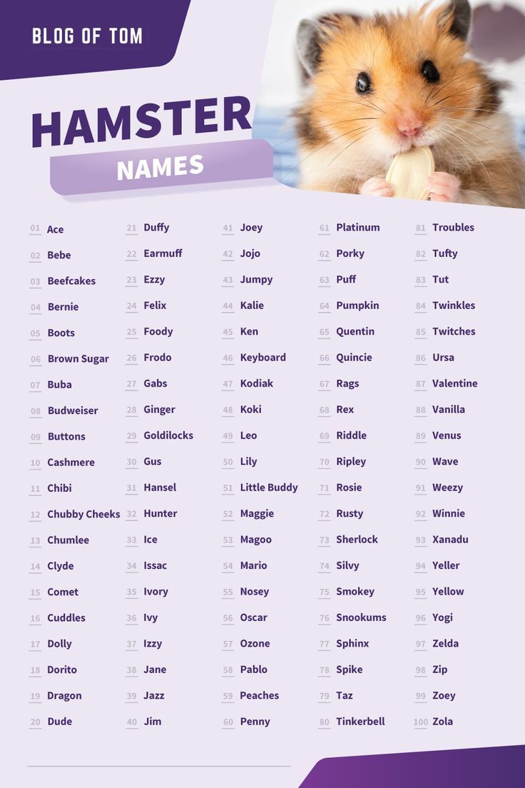 Cute Hamster Names for Girls