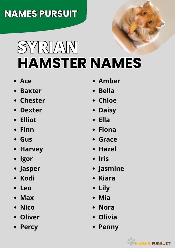 Adorable Female Hamster Names Example