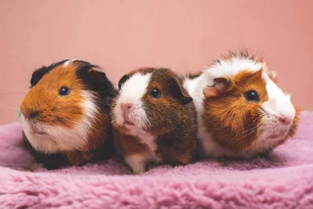 Gerbil vs Guinea Pig Comparison