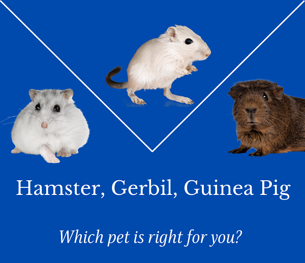 Visual Comparison of Gerbils and Guinea Pigs