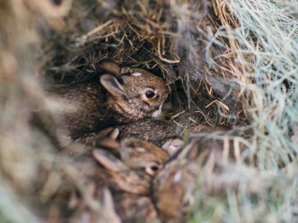 Nutritious Baby Rabbit Food