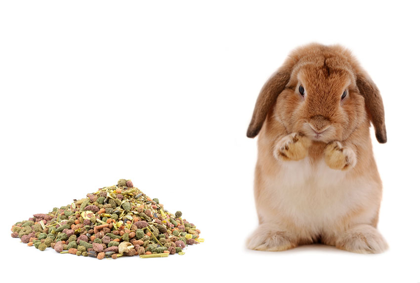 Baby Rabbit Consuming Fresh Food