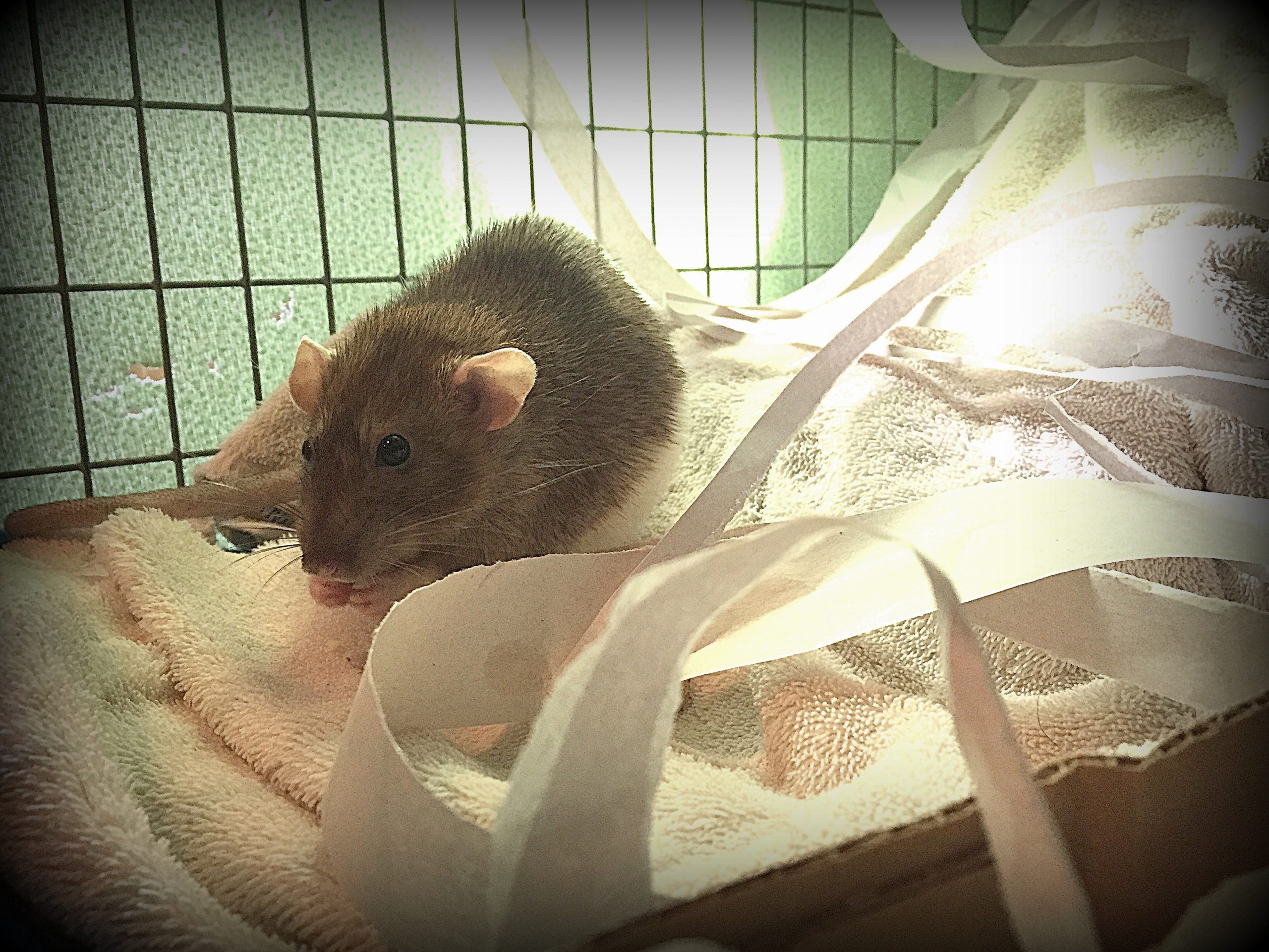 Soft and safe bedding options for rats