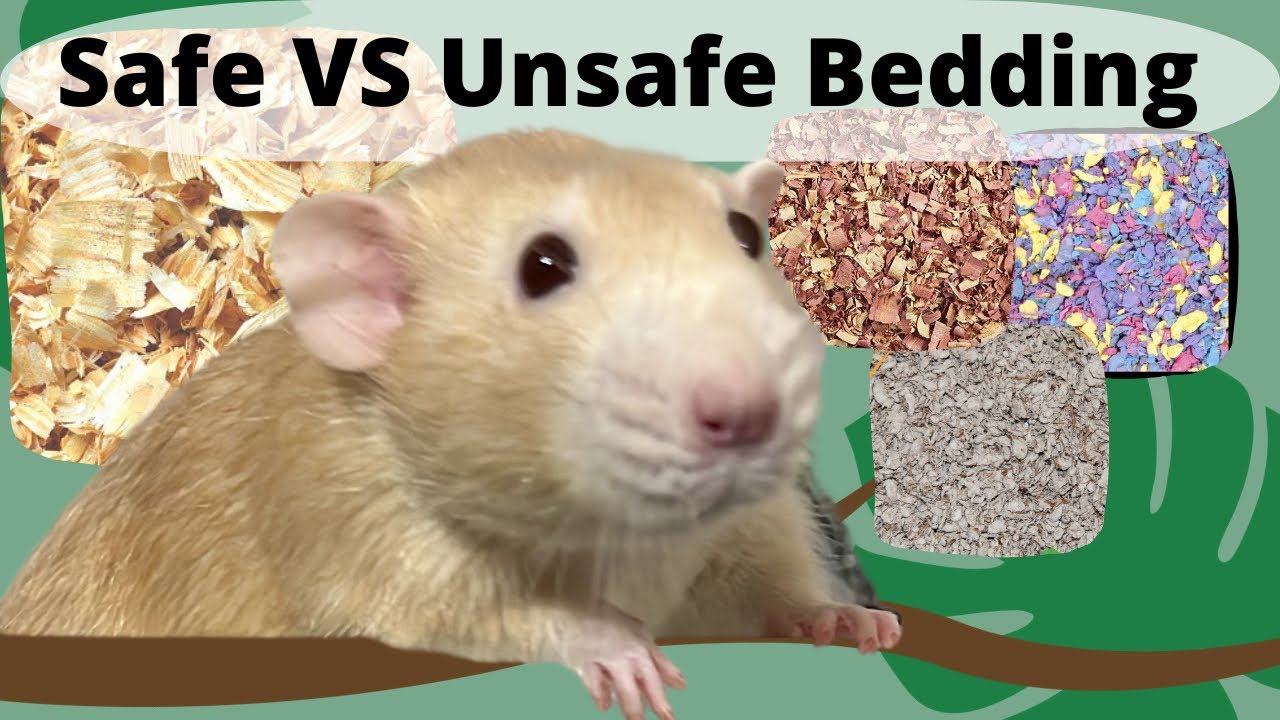 Eco-friendly bedding types for rats