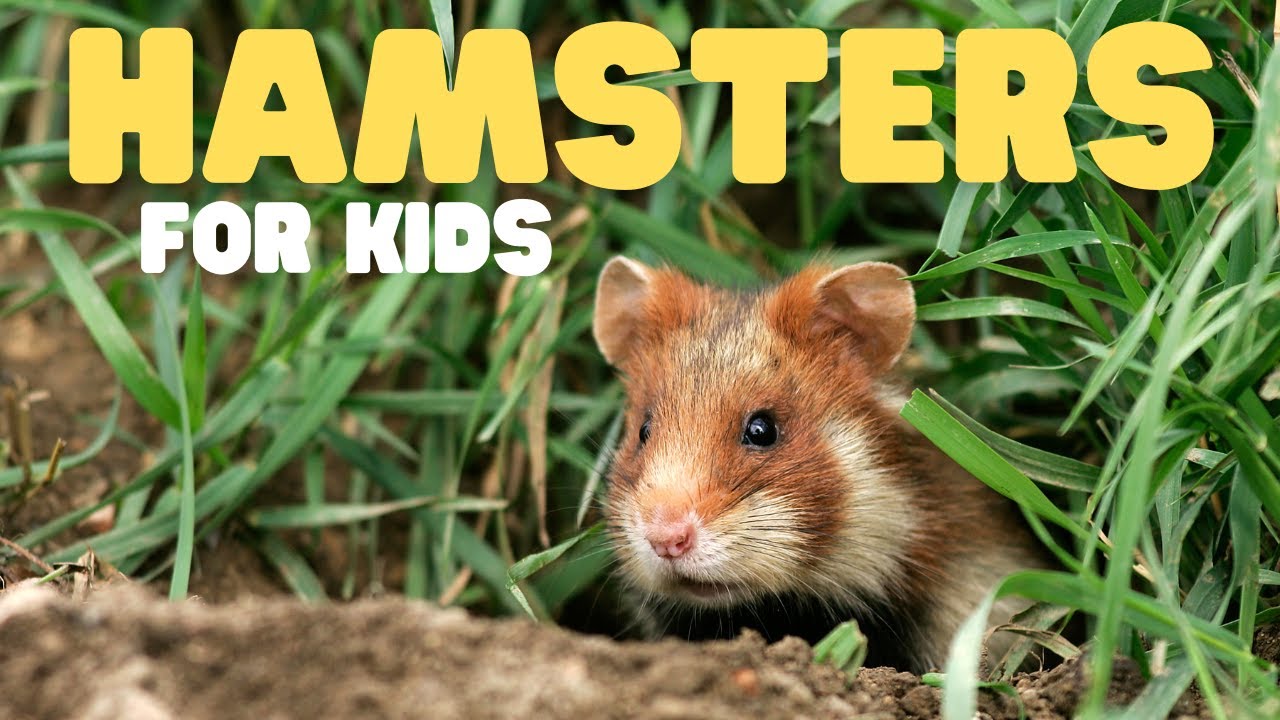 Fun facts about hamsters