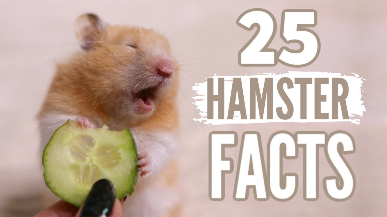 More fun facts about hamsters