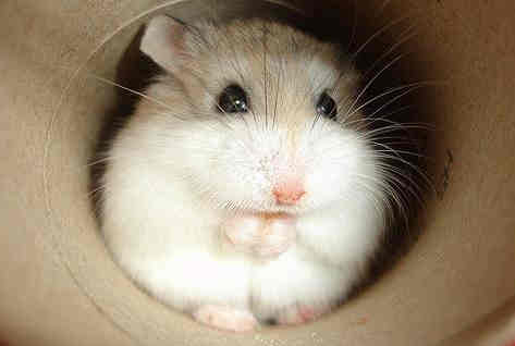 Baby Dwarf Hamster