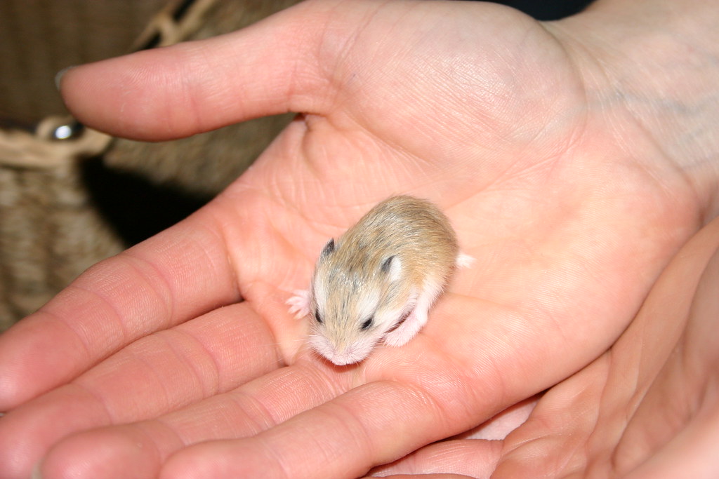 Baby Dwarf Hamster