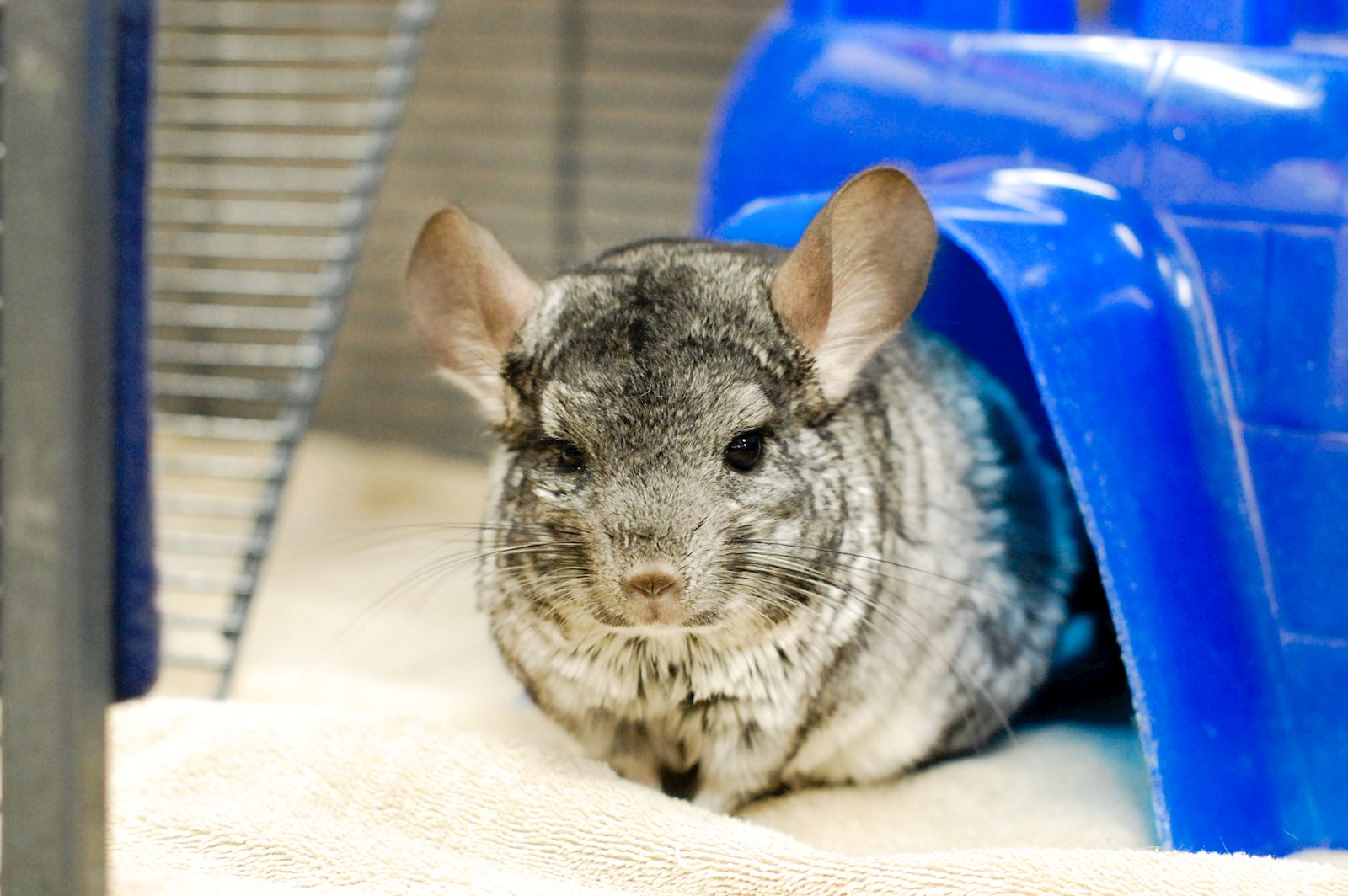 Cute chinchilla playing