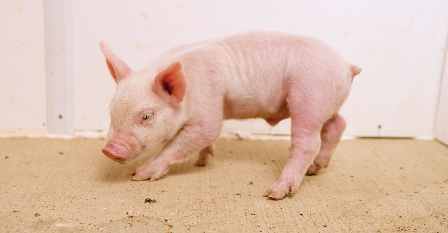 Baby Pig with a Cute Name