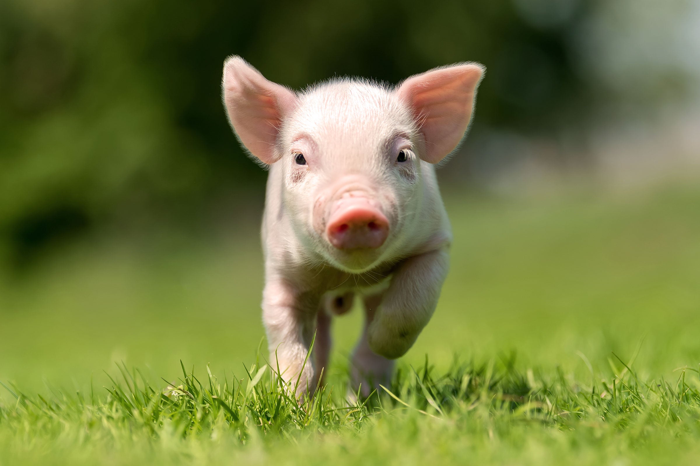 Adorable Baby Pig Exploring