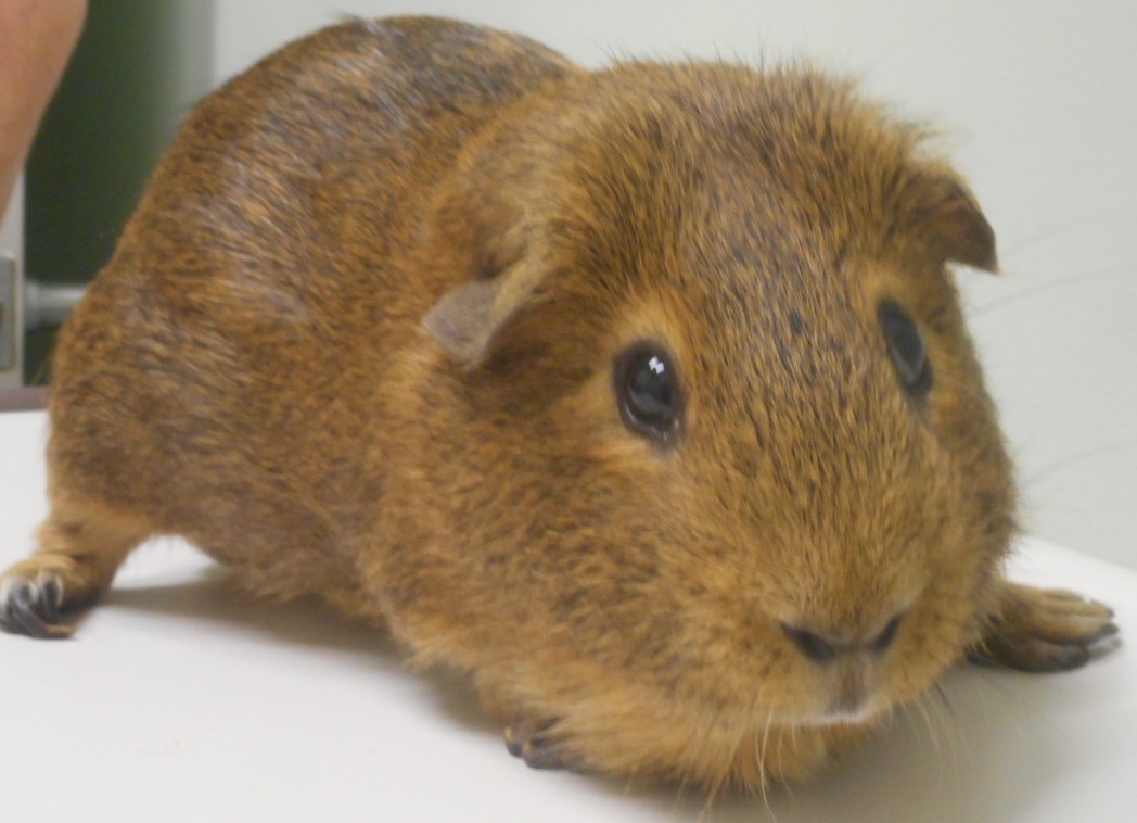 Brown Guinea Pig