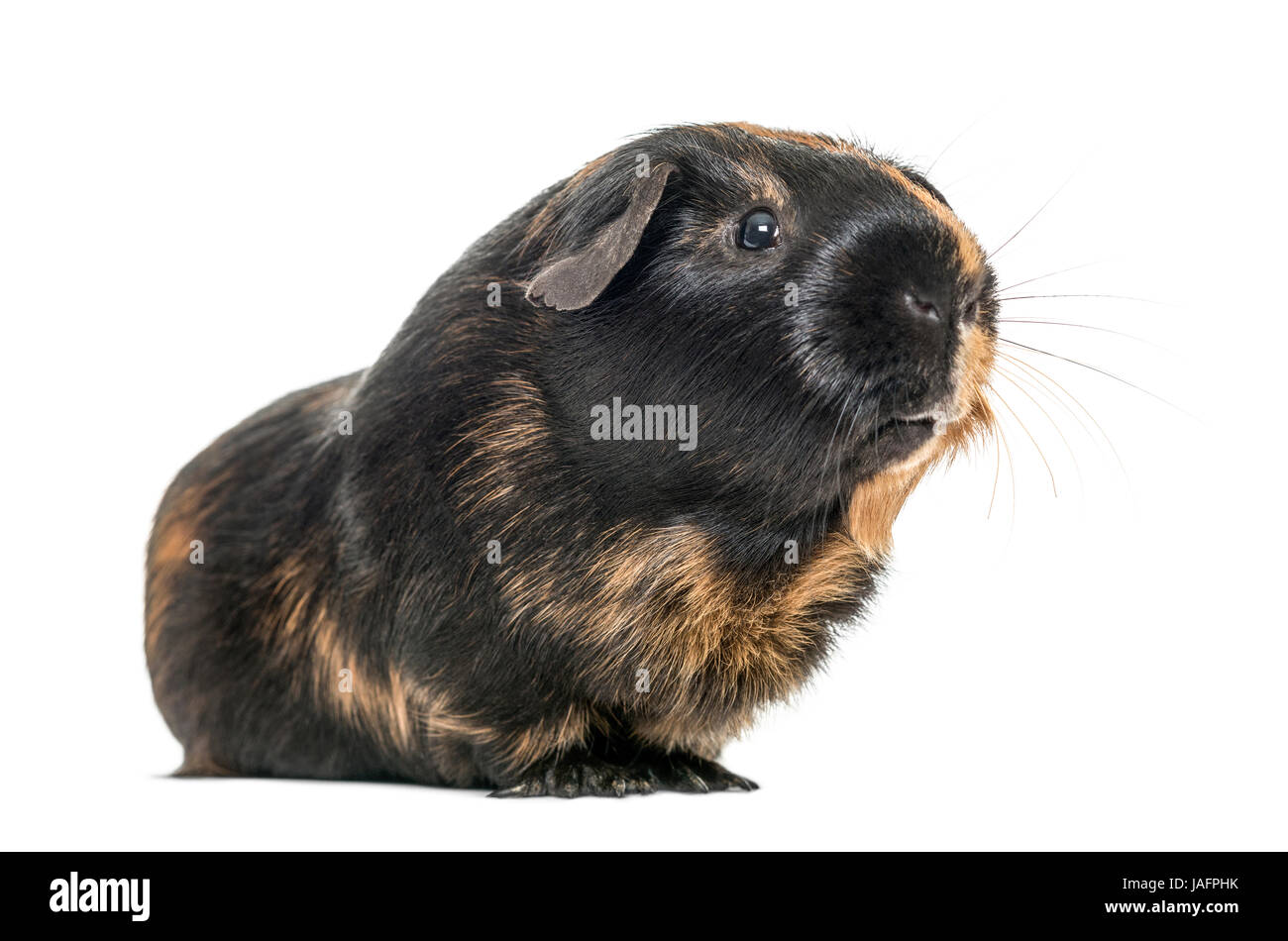 Brown Guinea Pig