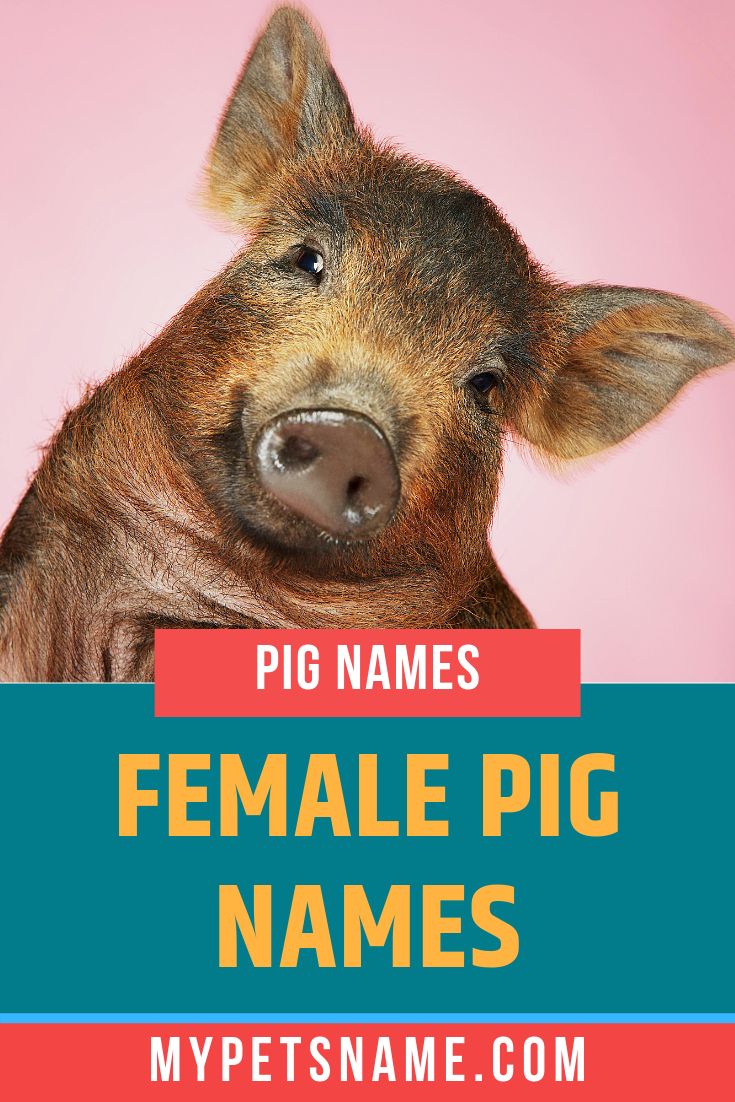 Adorable pig name options