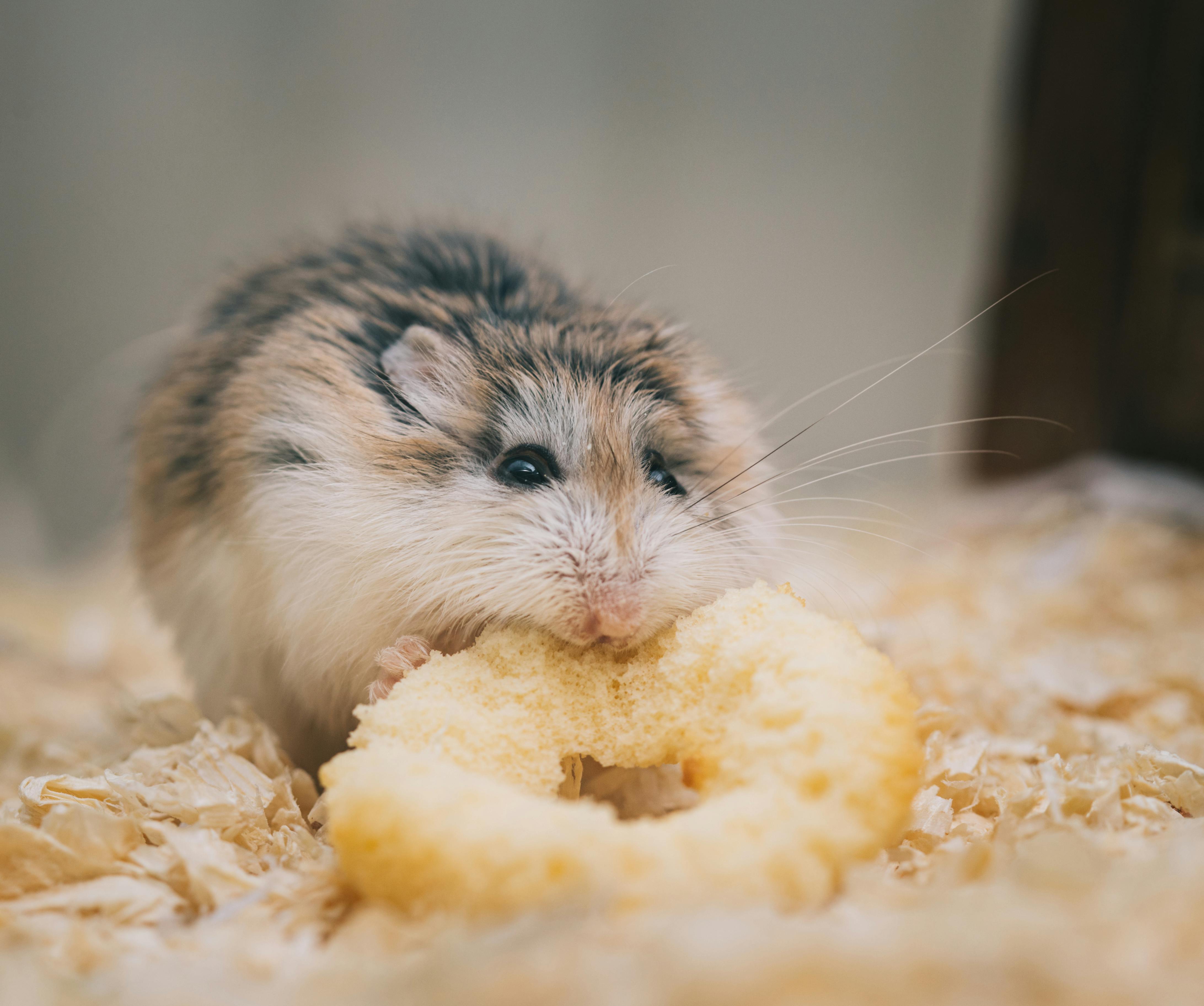 Hamster Lifespan