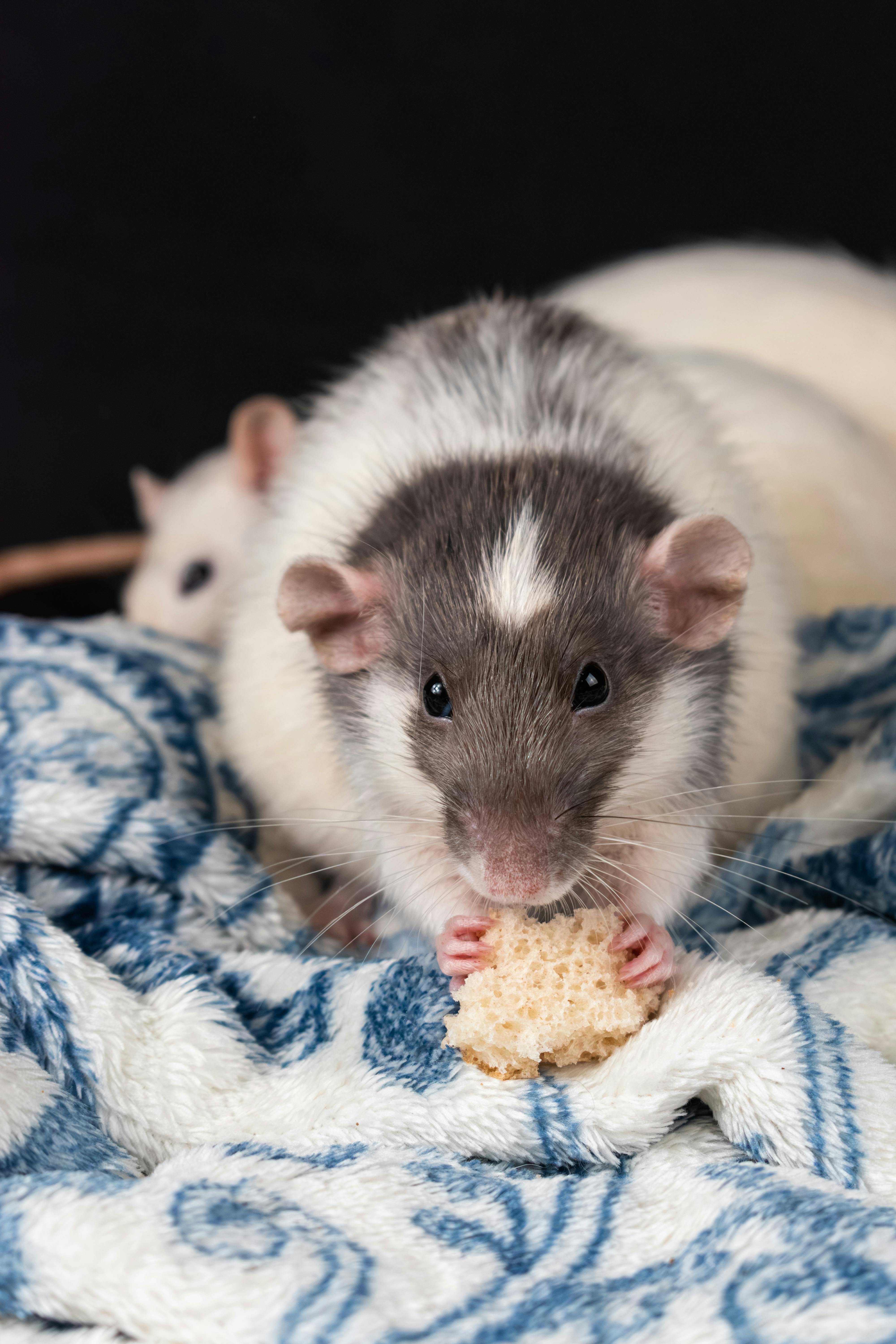 Rats as Pets