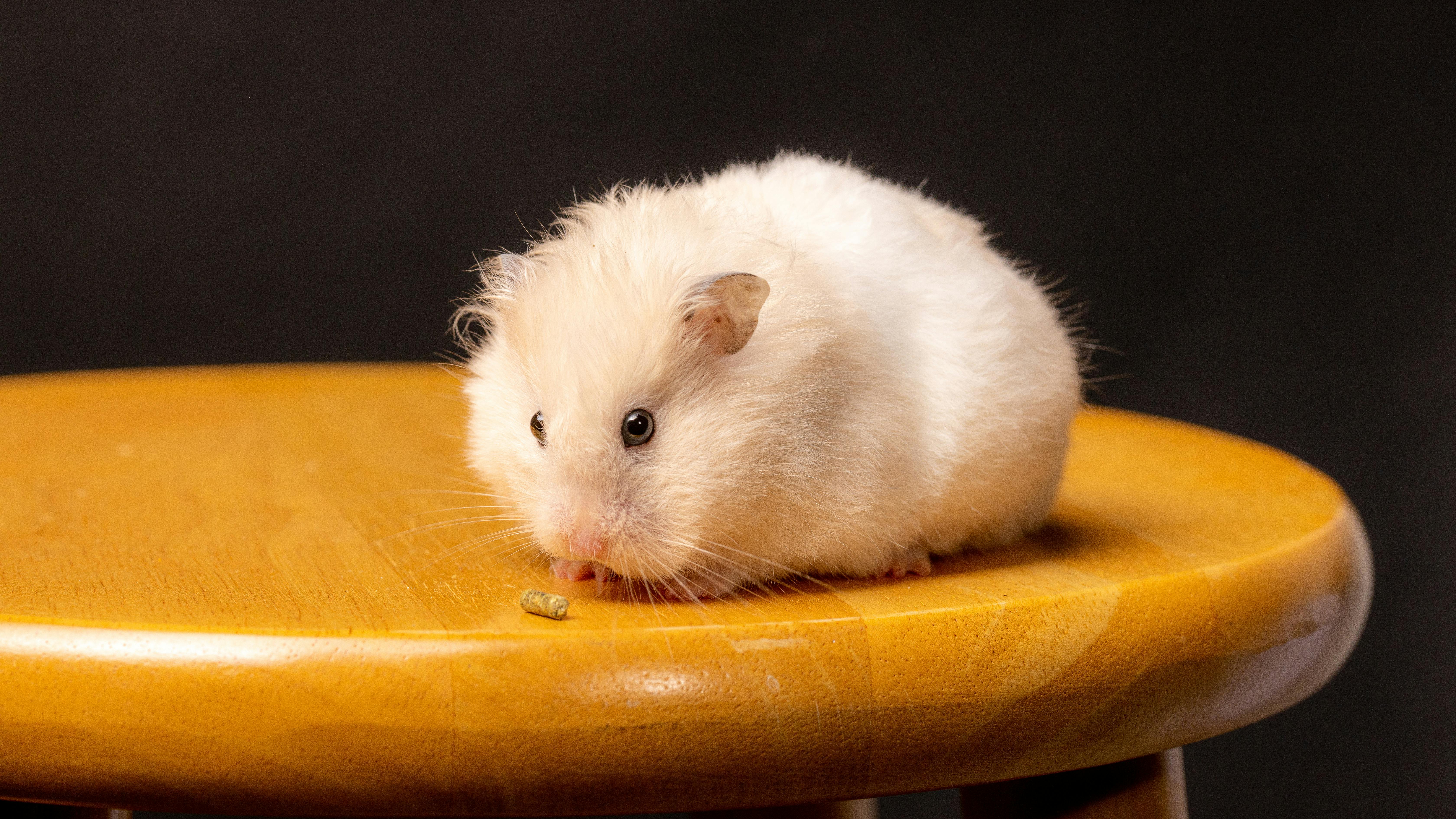 Hamster Interacting with Toys